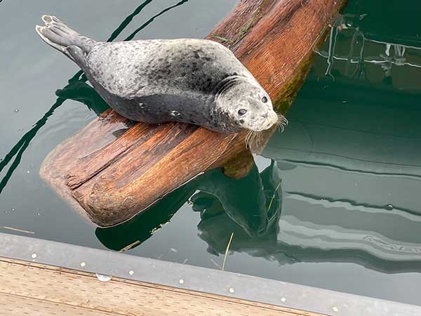 Harbor seal in Puget Sound, Washington.