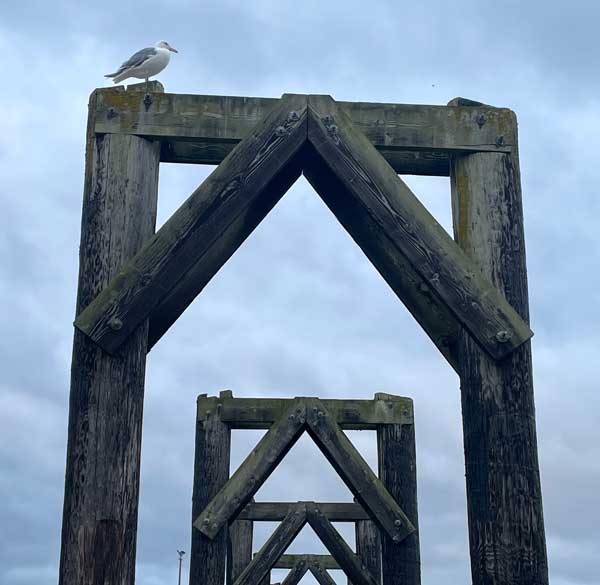 Sea Gull perched on dock structure in Everett, Washington