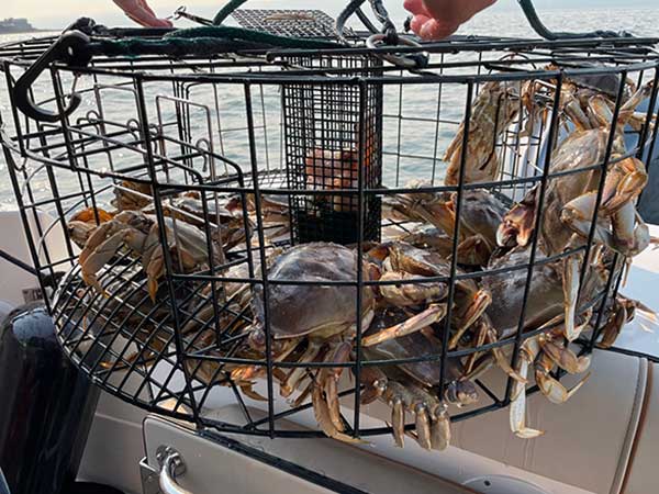 Dungeness crab catch in Puget Sound before release of undersized crabs.