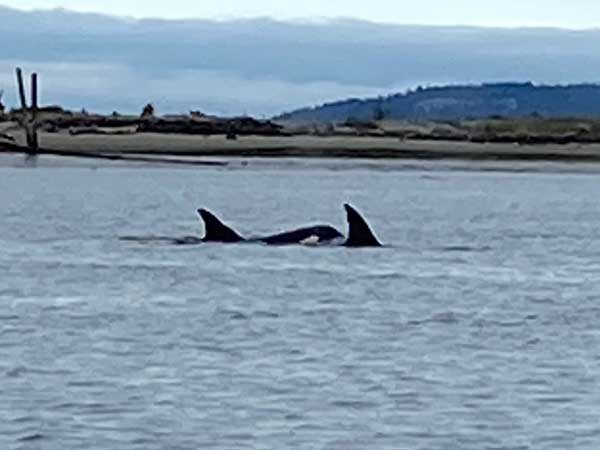 Orca whales in Puget Sound