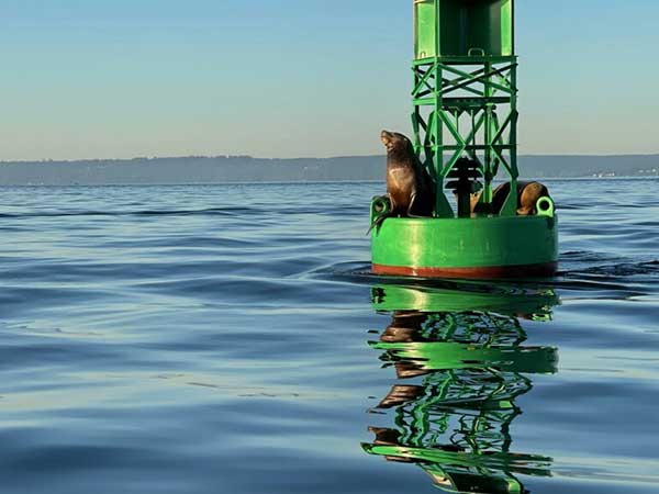 Sea Lions hanging out in the Puget Sound