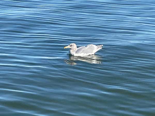 Olympic Seagull in Puget Sound