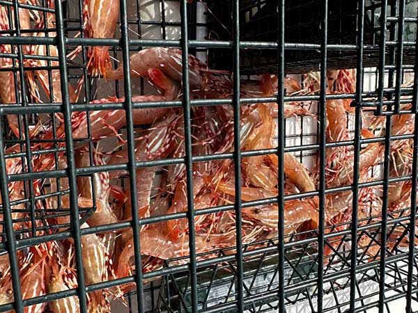 Spot shrimp in shrimp pot in Salish Sea.