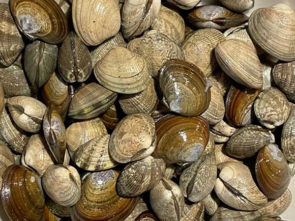 clams caught on beaches around the Puget Sound