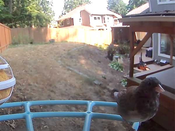 Dark eyed junco in my backyard smart bird feeder.