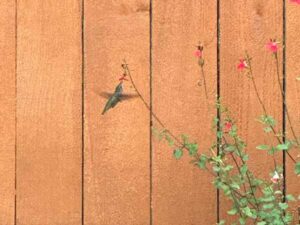 Hummingbird in my backyard.