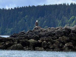 Bald eagle perched on jetty near La Conner, Washington.